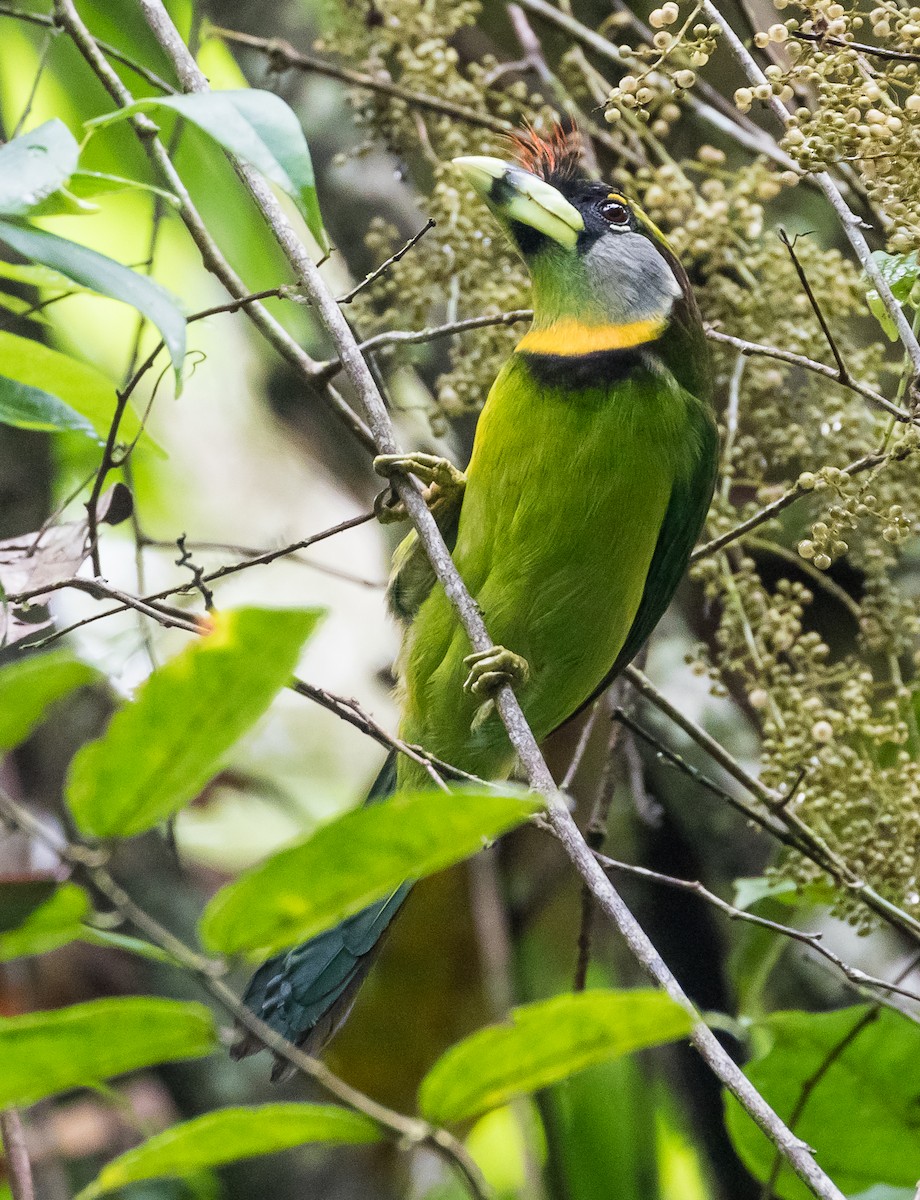 Fire-tufted Barbet - ML618189273