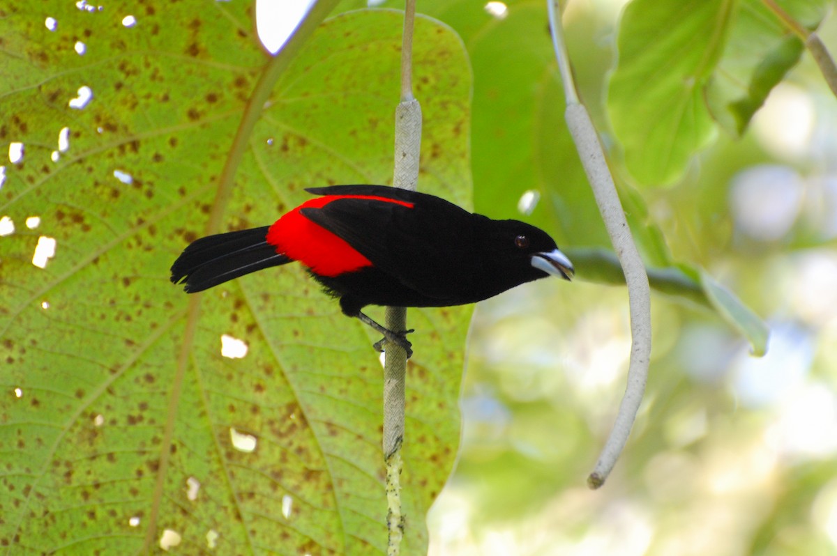 Scarlet-rumped Tanager (Passerini's) - ML618189274