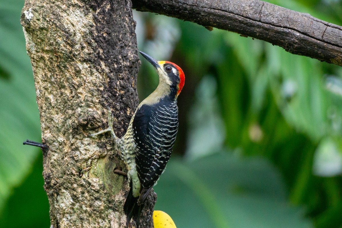 Black-cheeked Woodpecker - Mel & Deb Broten