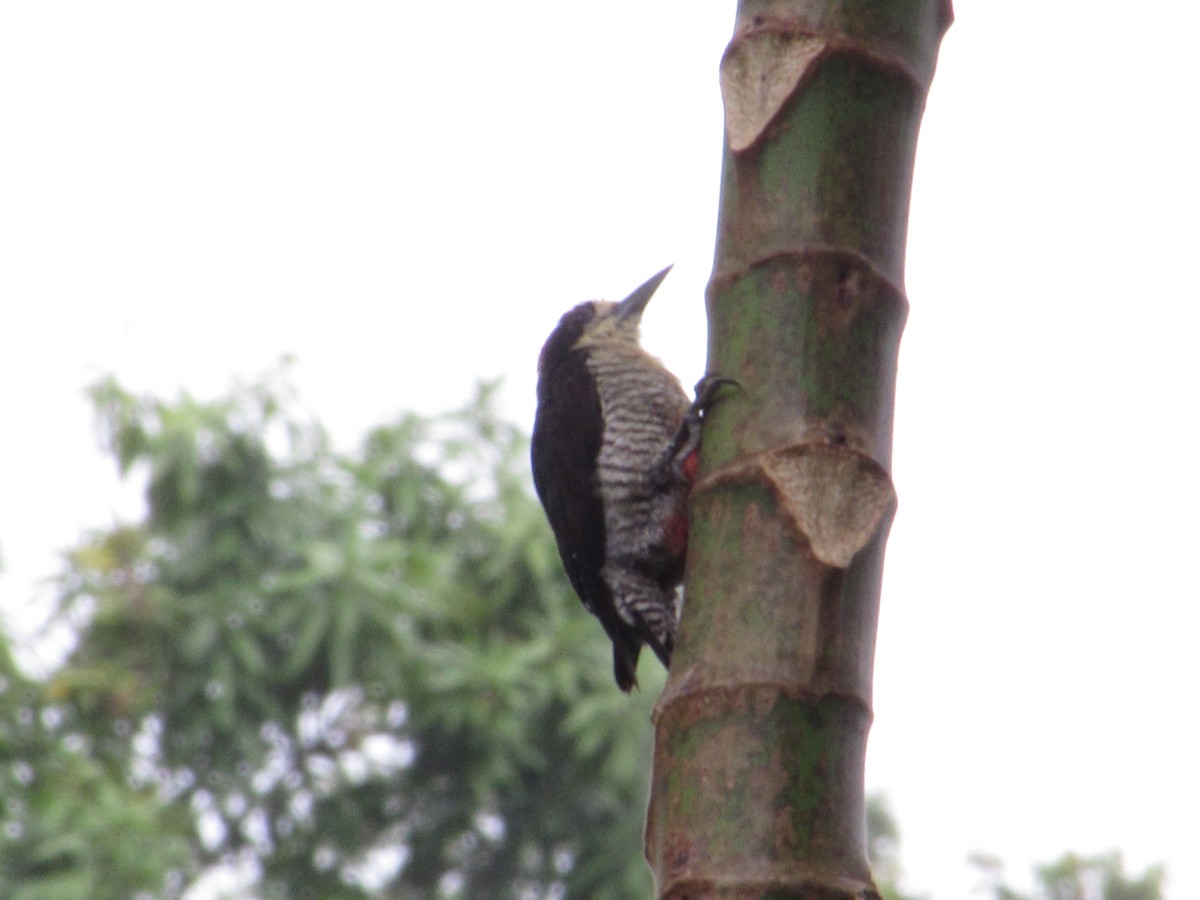 Beautiful Woodpecker - ML618189330