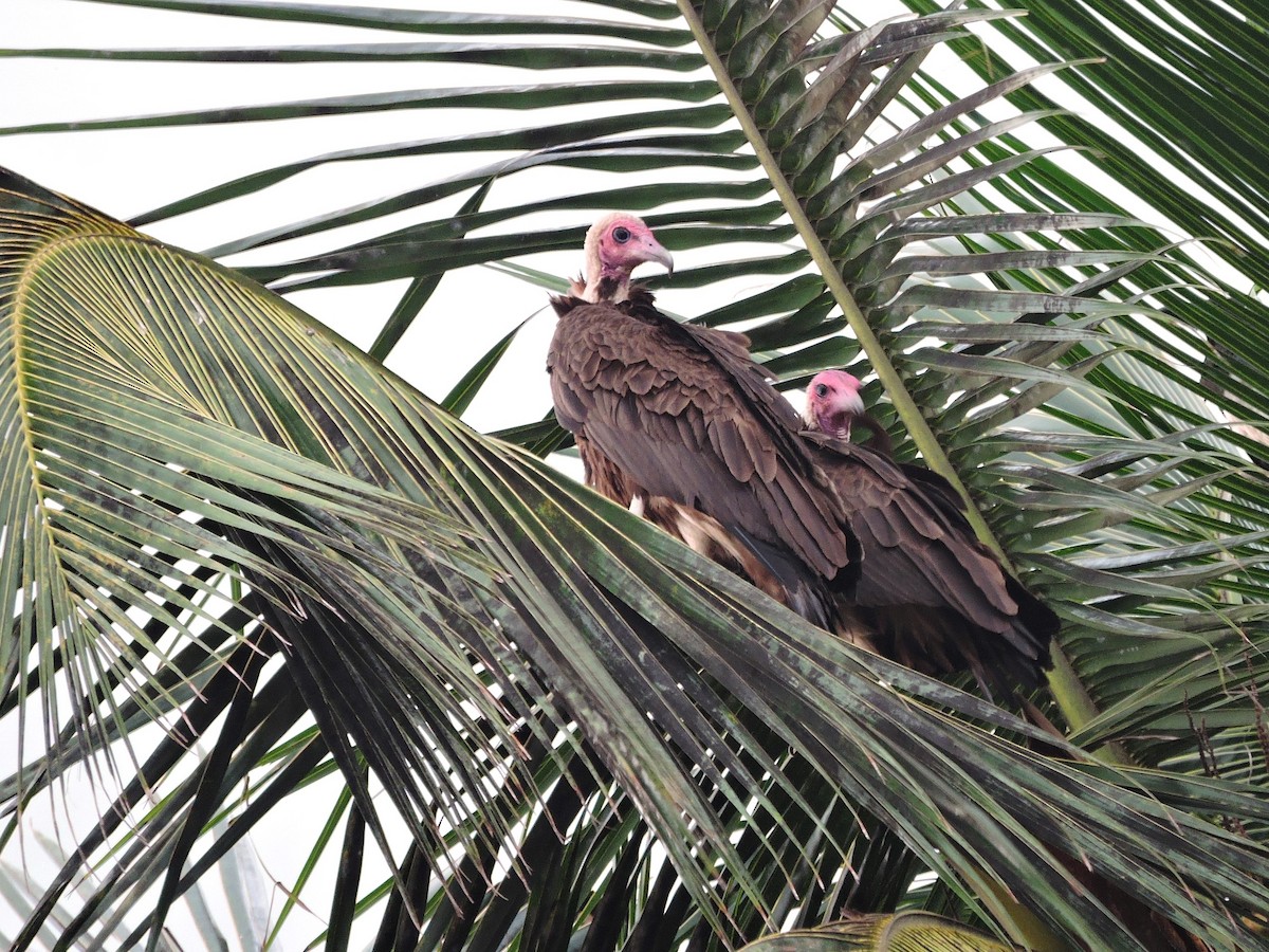 Hooded Vulture - ML618189334