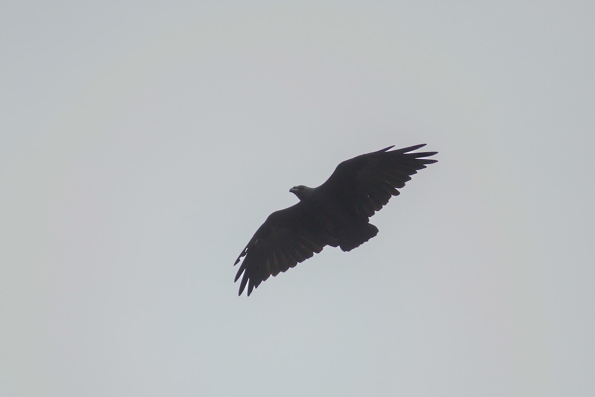 Fan-tailed Raven - ML618189338