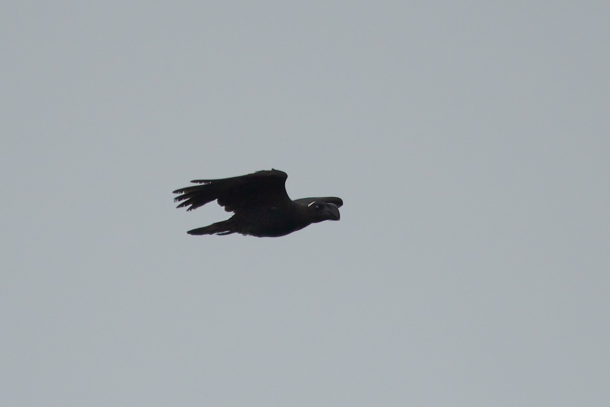 Thick-billed Raven - ML618189350