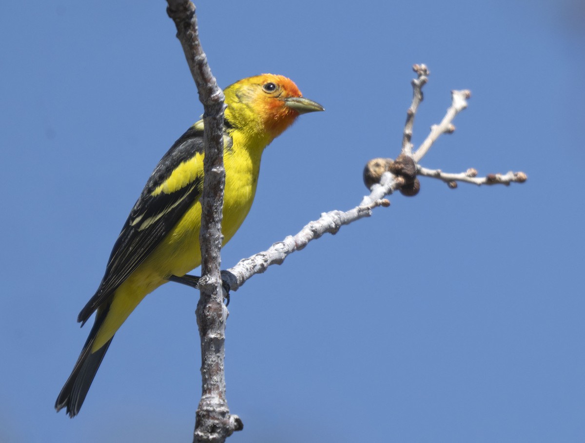 Western Tanager - ML618189359