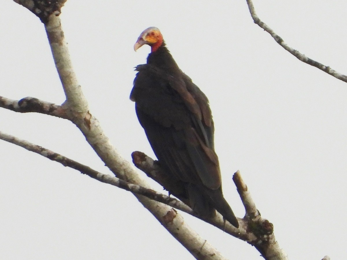 Lesser Yellow-headed Vulture - ML618189385