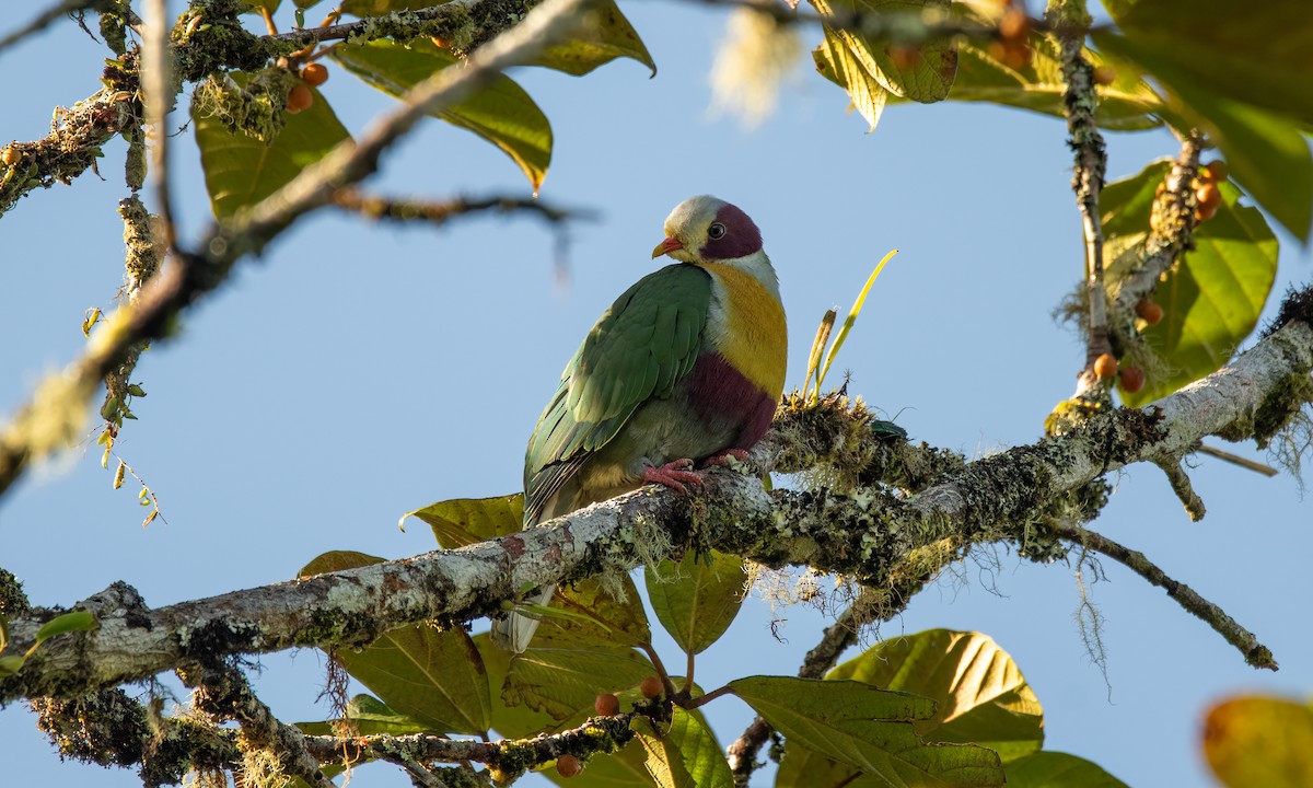Yellow-breasted Fruit-Dove - ML618189404