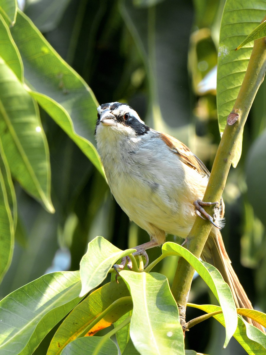 Stripe-headed Sparrow - ML618189405