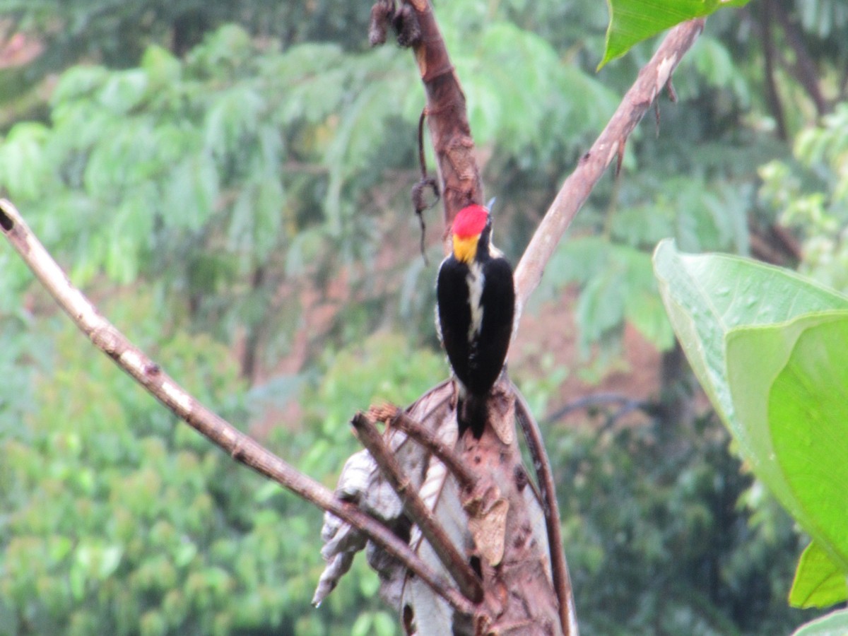 Beautiful Woodpecker - ML618189422