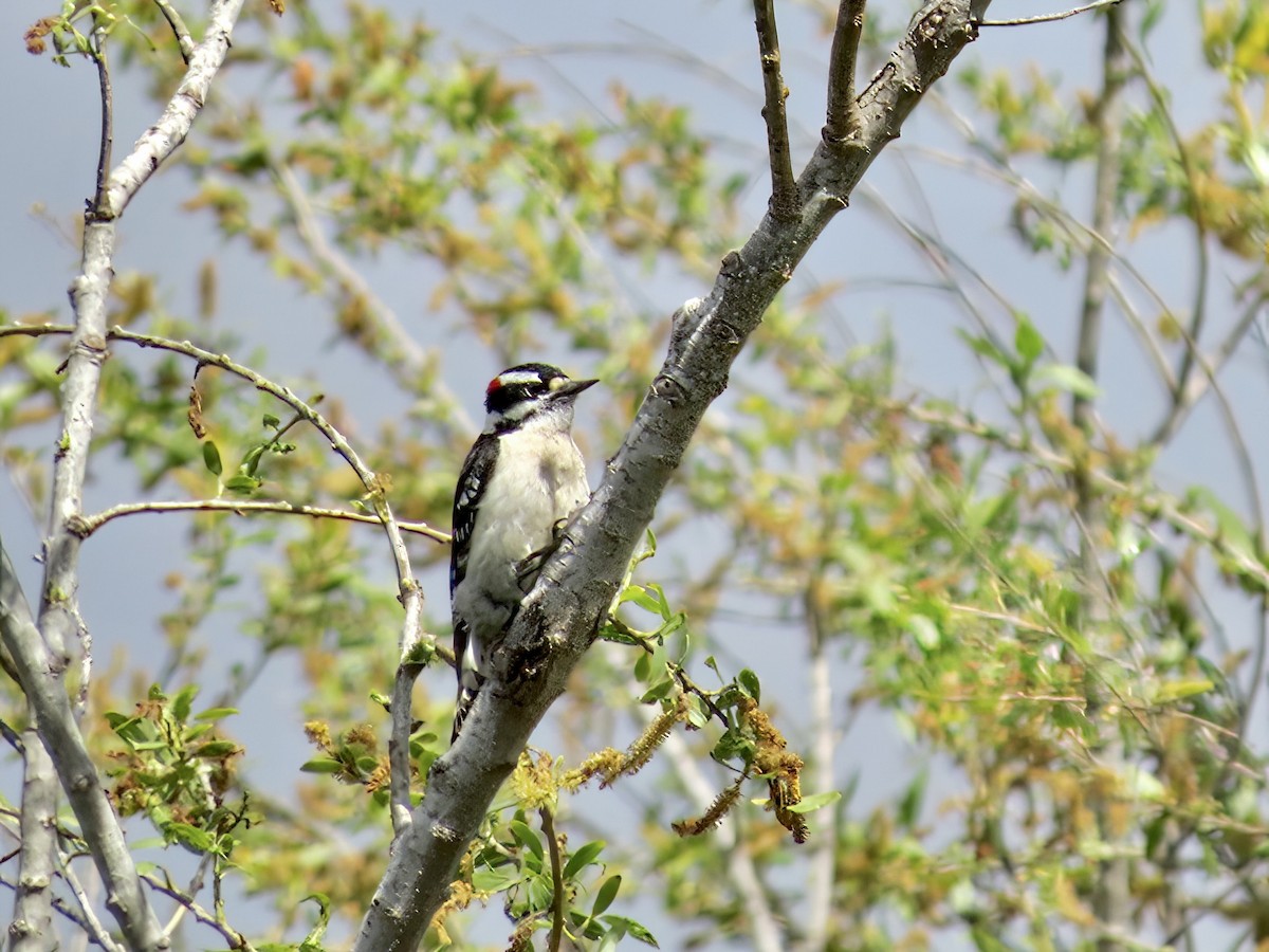 Downy Woodpecker - ML618189442