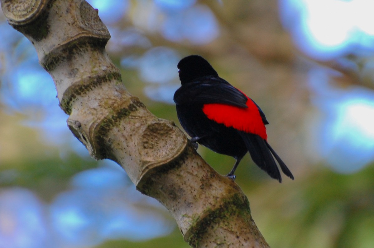 Scarlet-rumped Tanager (Passerini's) - ML618189445