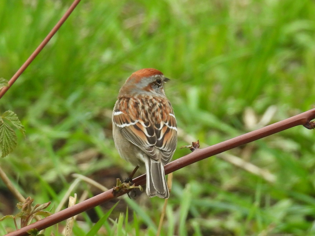 American Tree Sparrow - ML618189446