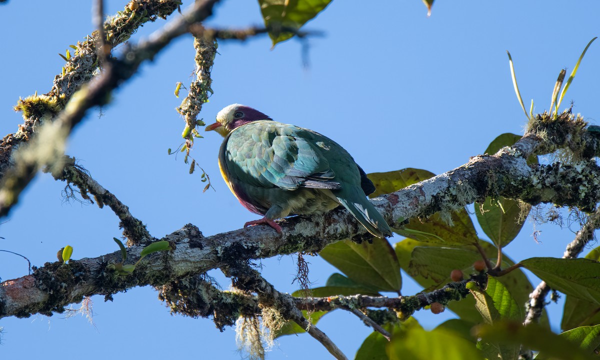 Yellow-breasted Fruit-Dove - ML618189448