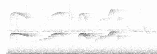 Atlantik Karınca Tiranı - ML618189480