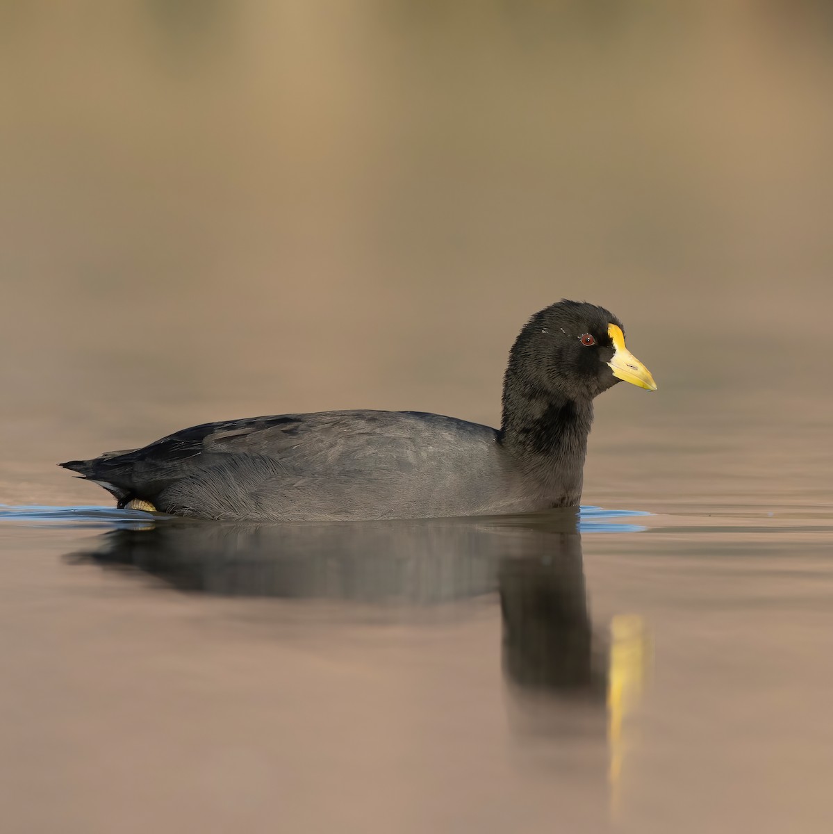 White-winged Coot - ML618189486