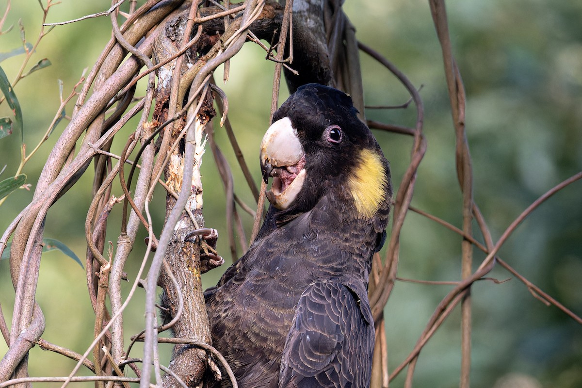 Yellow-tailed Black-Cockatoo - ML618189537