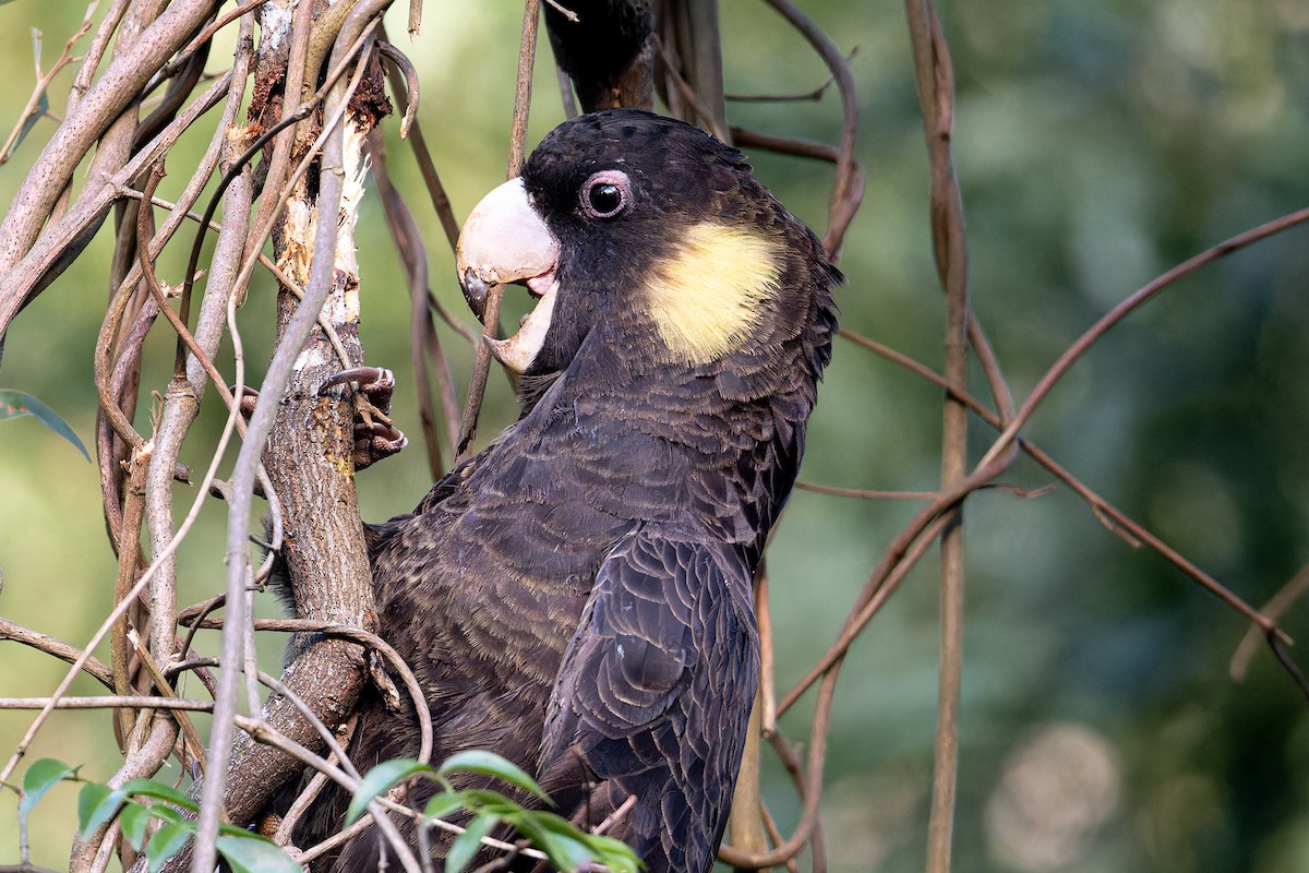 Yellow-tailed Black-Cockatoo - John  Van Doorn