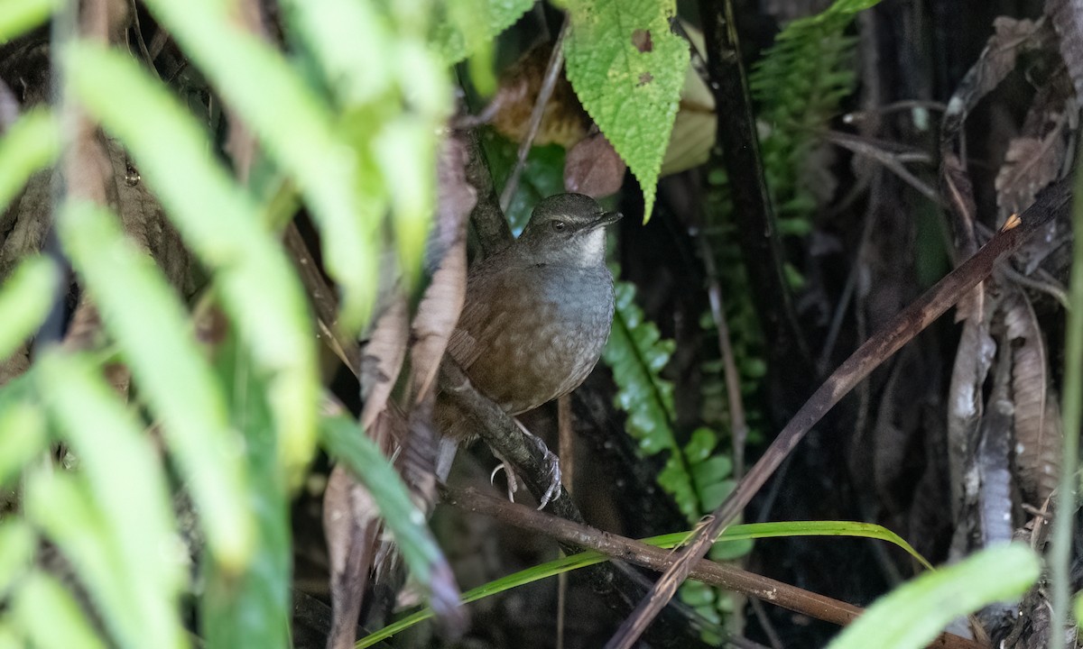 Long-tailed Bush Warbler - Koren Mitchell