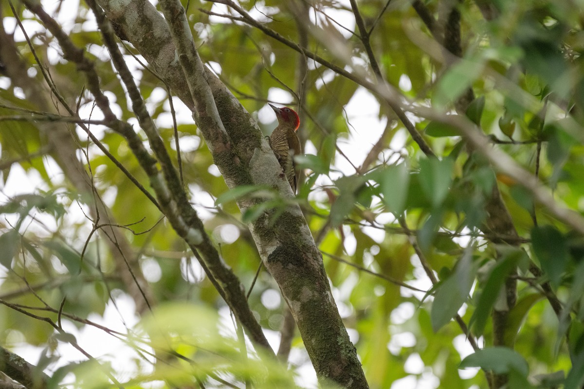 Rufous-winged Woodpecker - ML618189550
