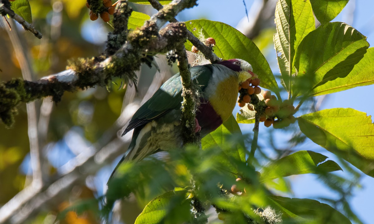 Yellow-breasted Fruit-Dove - ML618189552