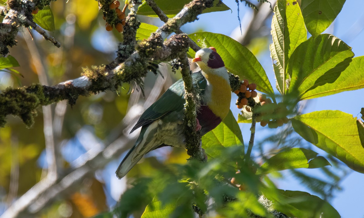 Yellow-breasted Fruit-Dove - ML618189553