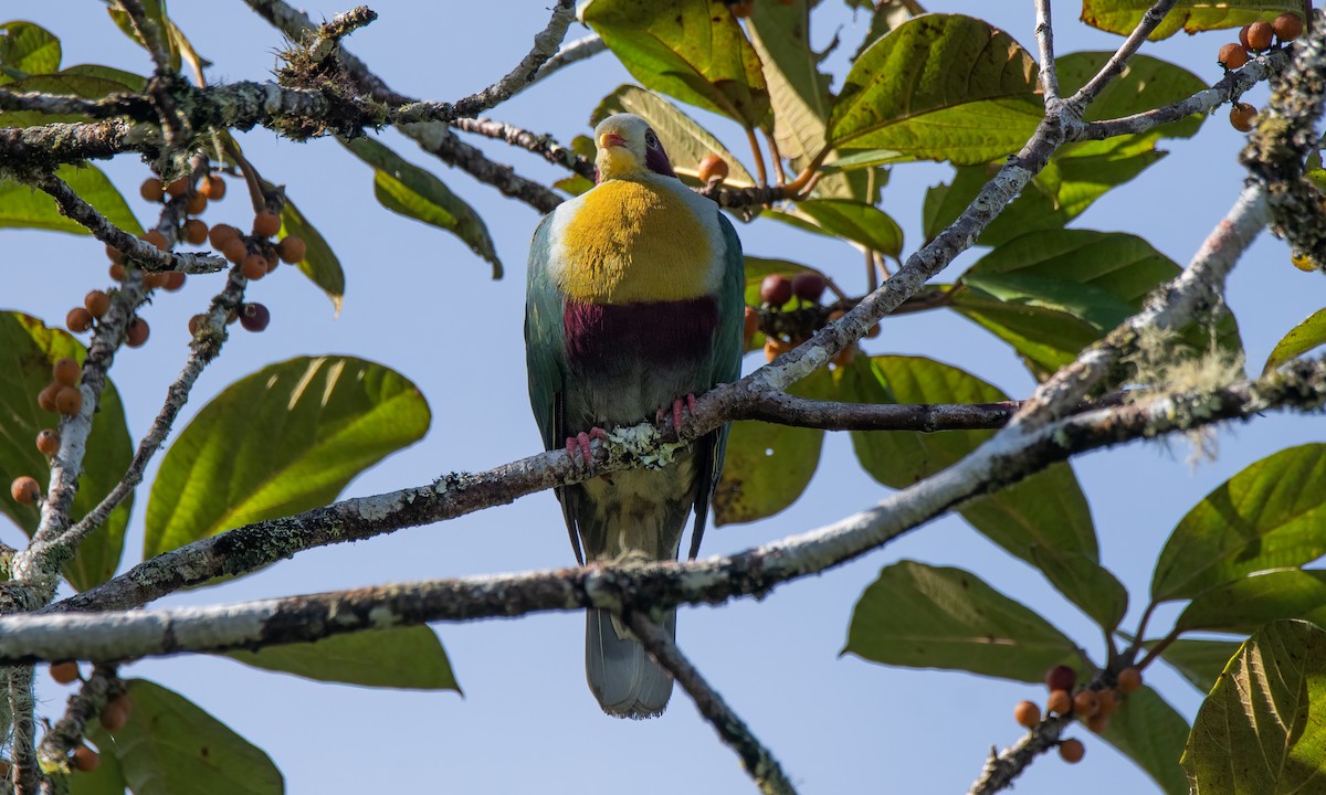 Yellow-breasted Fruit-Dove - ML618189554