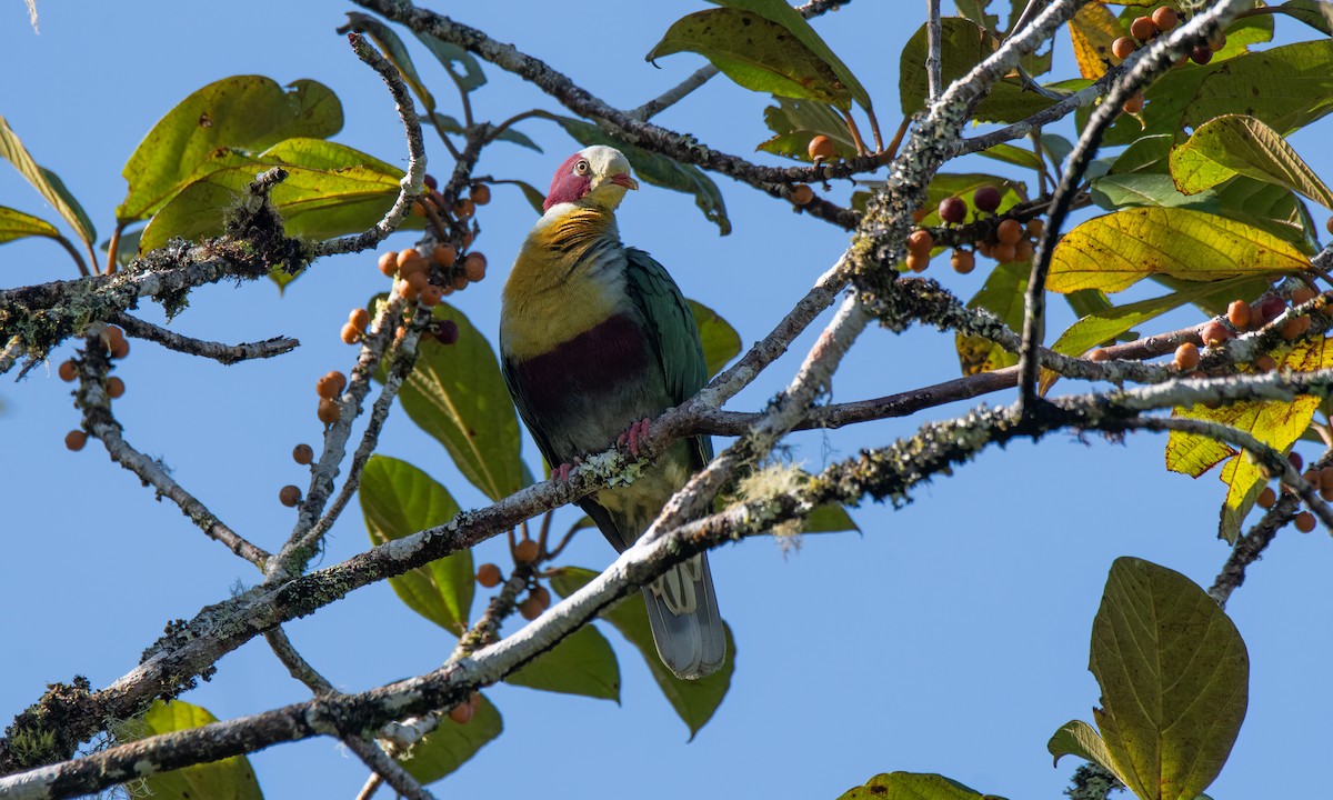 Yellow-breasted Fruit-Dove - ML618189556