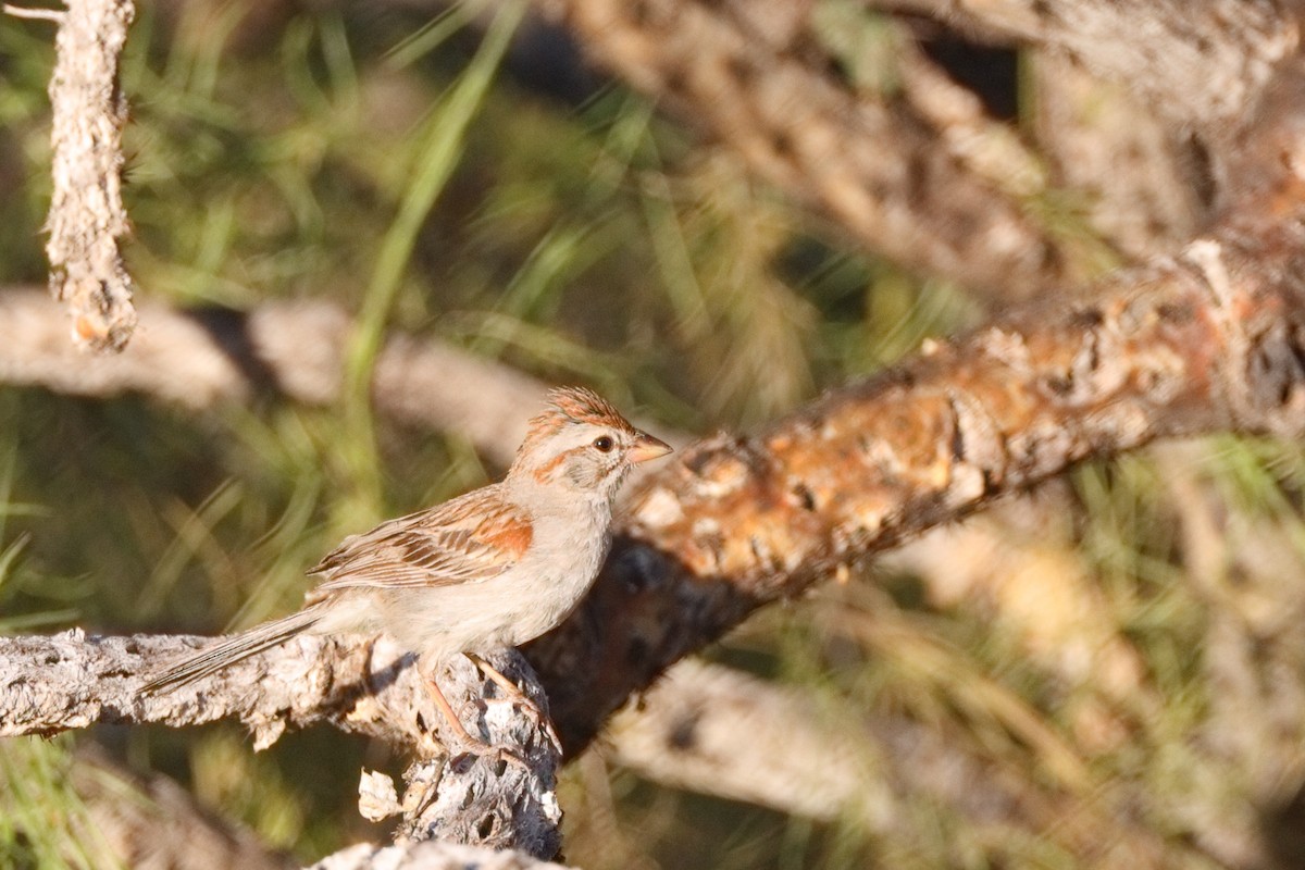 Rufous-winged Sparrow - ML618189591