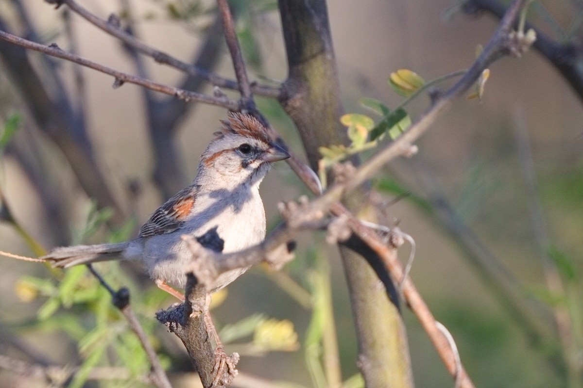 Rufous-winged Sparrow - ML618189592