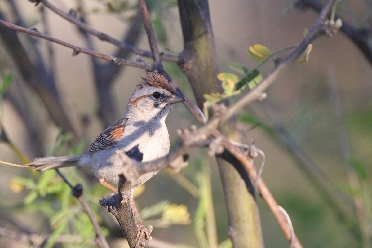 Rufous-winged Sparrow - ML618189594