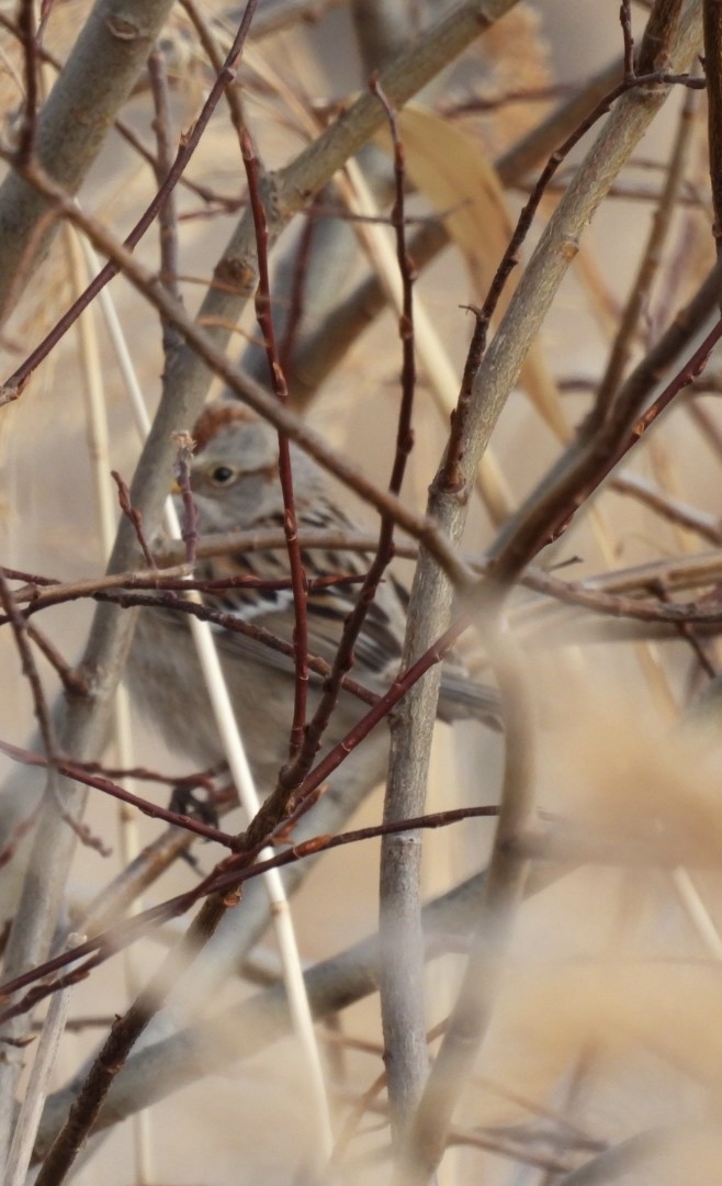 American Tree Sparrow - Myrna Field