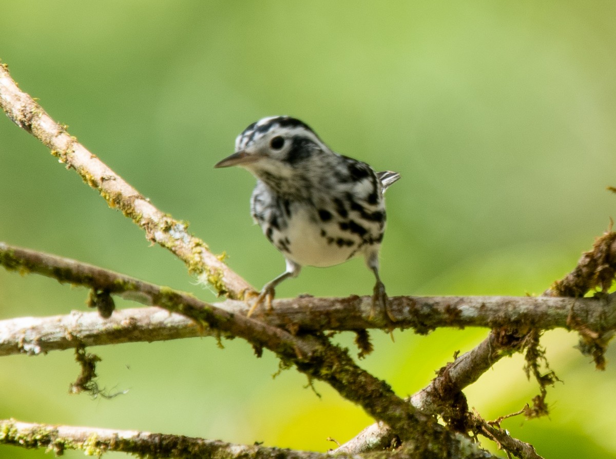 Black-and-white Warbler - ML618189628