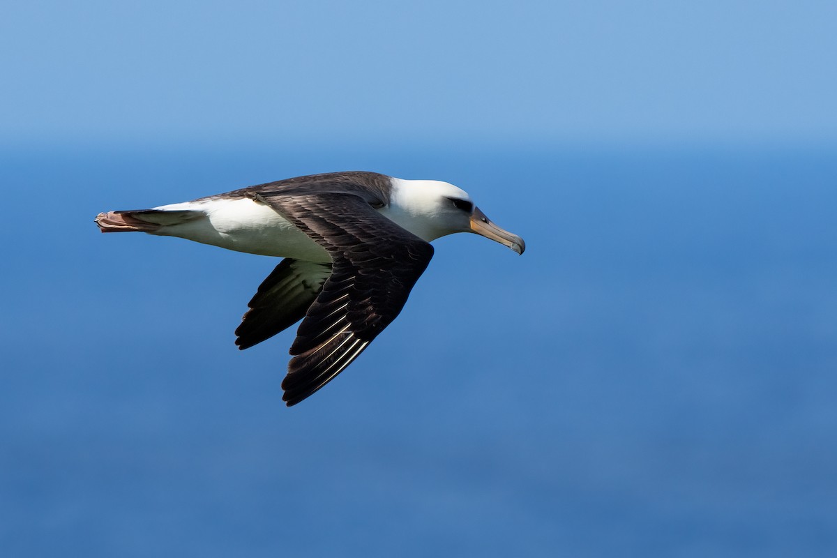 Laysan Albatross - ML618189640