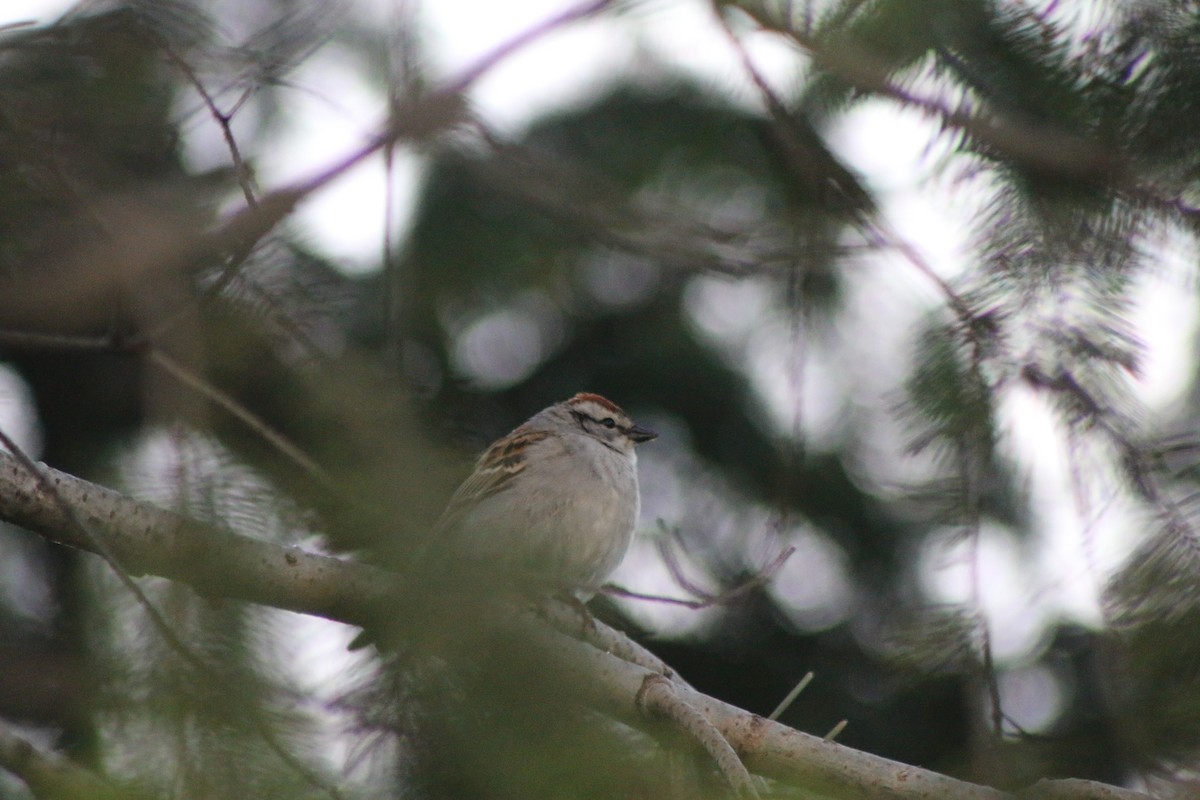 Chipping Sparrow - Cory Ruchlin