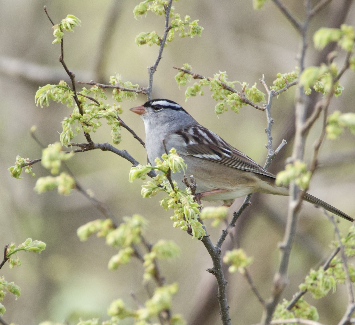 White-crowned Sparrow - Melanie Delage