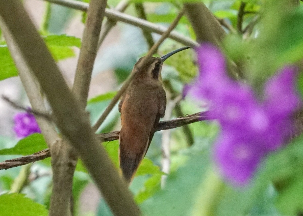 kolibřík proužkohrdlý - ML618189656