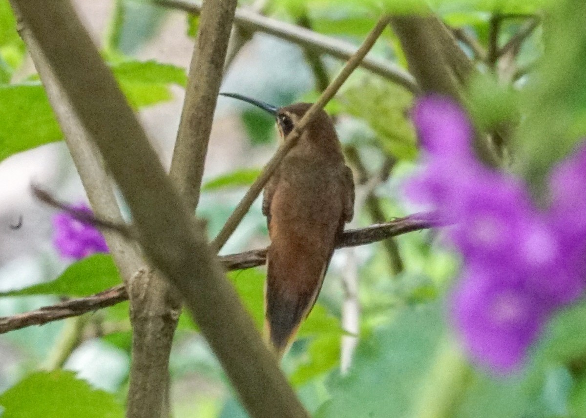 kolibřík proužkohrdlý - ML618189657