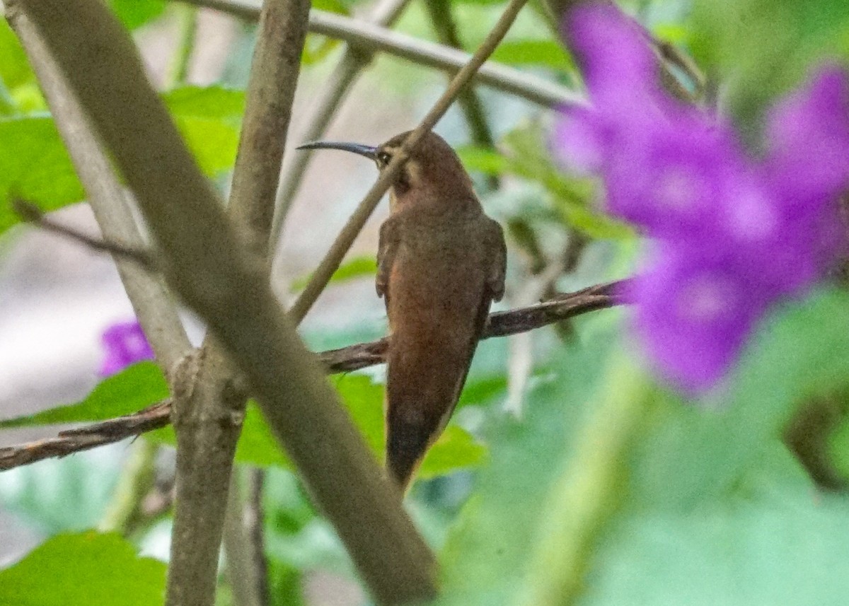 kolibřík proužkohrdlý - ML618189658
