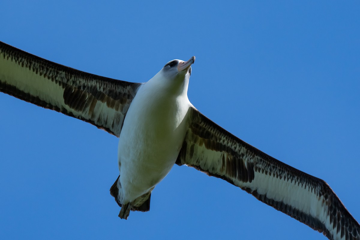 Laysan Albatross - ML618189661