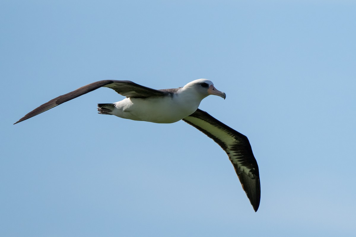 Laysan Albatross - ML618189663