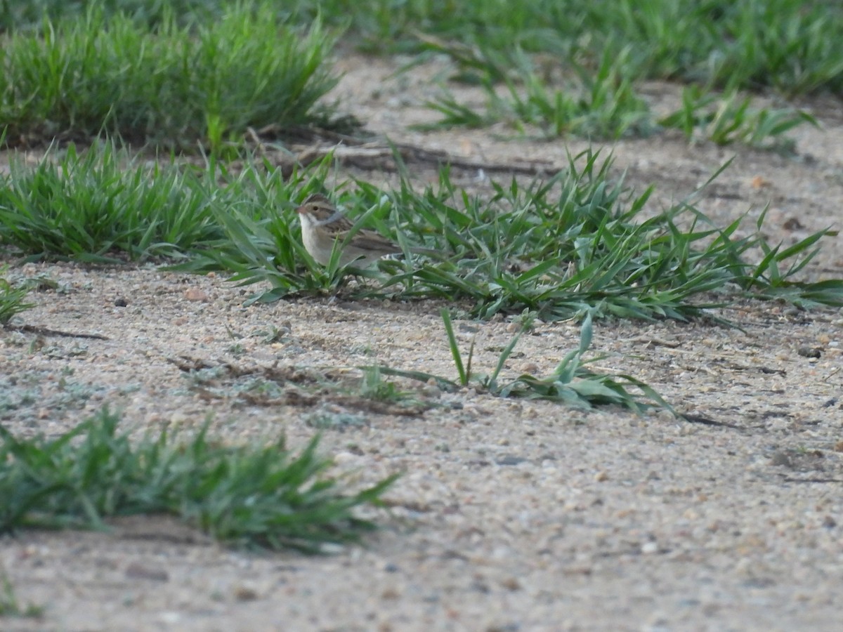 Clay-colored Sparrow - ML618189677