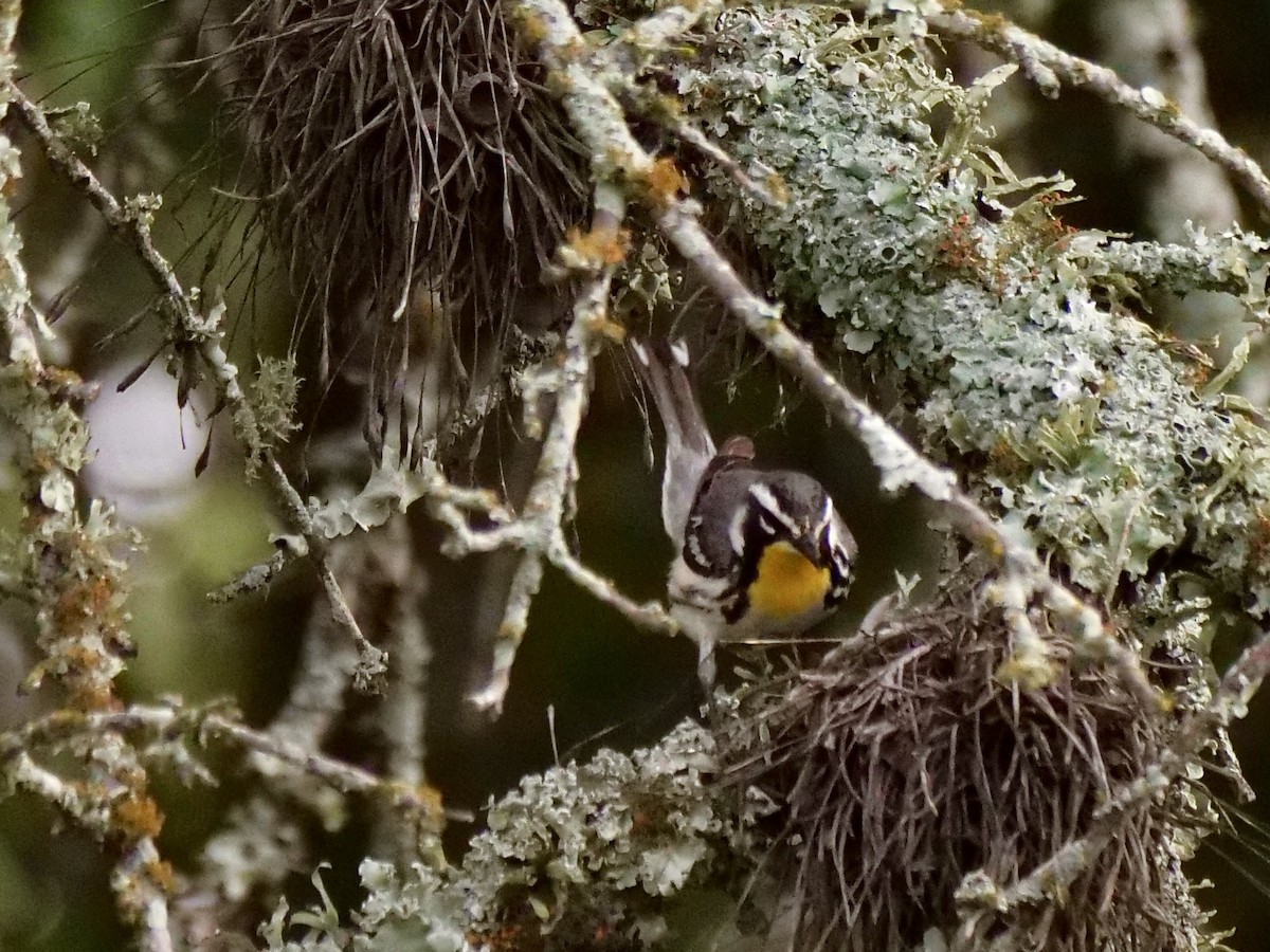 Yellow-throated Warbler - Martin Byhower