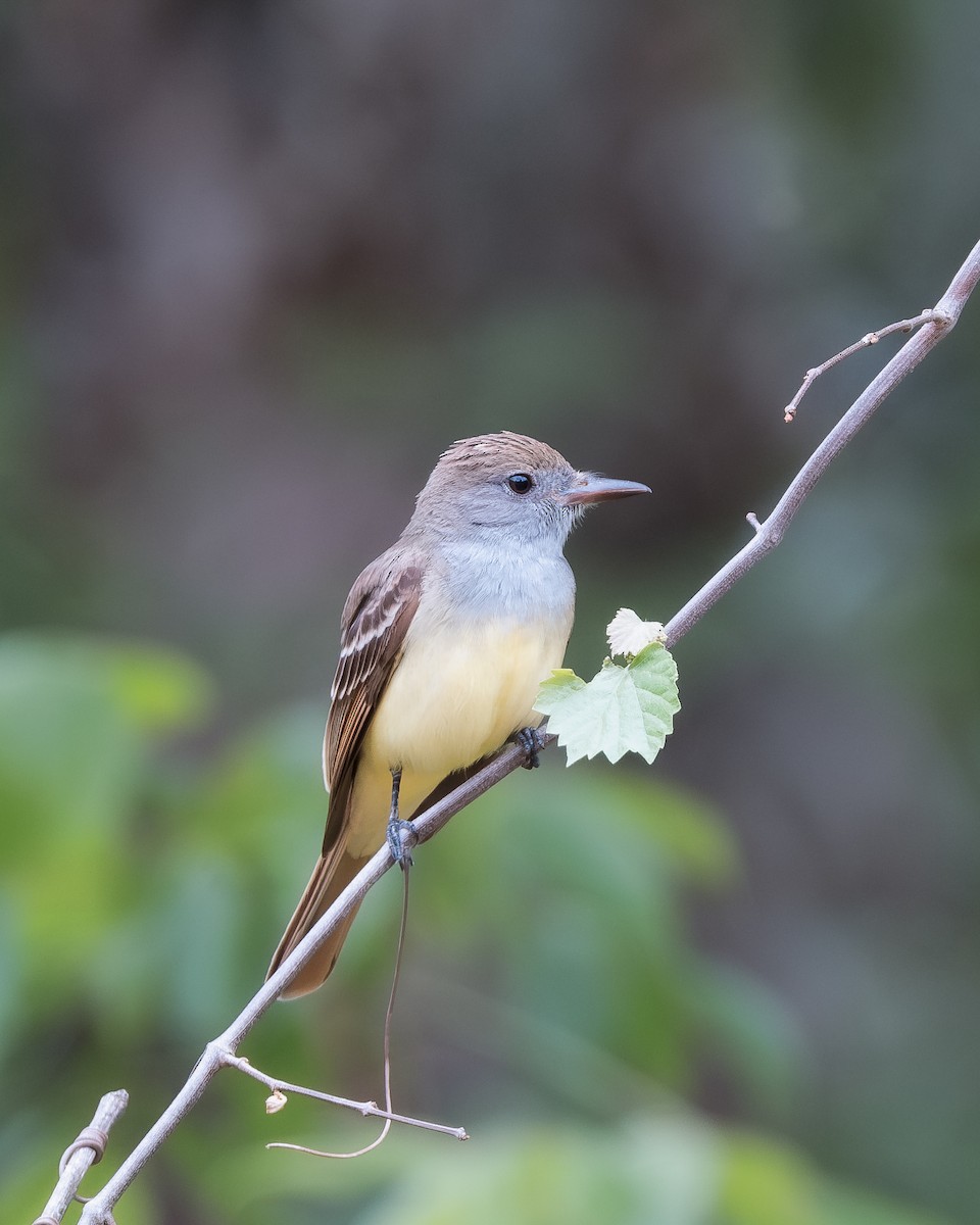 Great Crested Flycatcher - Sheng Jiang