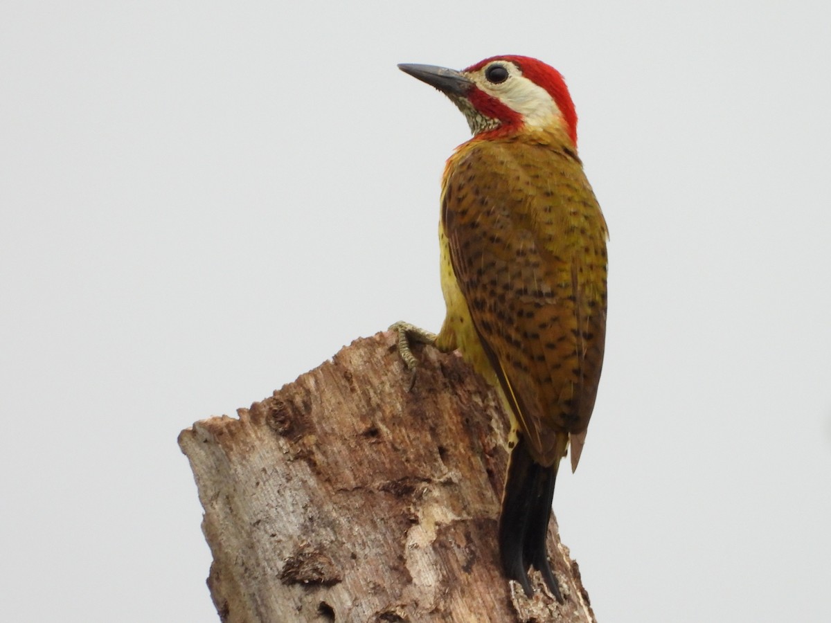 Spot-breasted Woodpecker - ML618189730