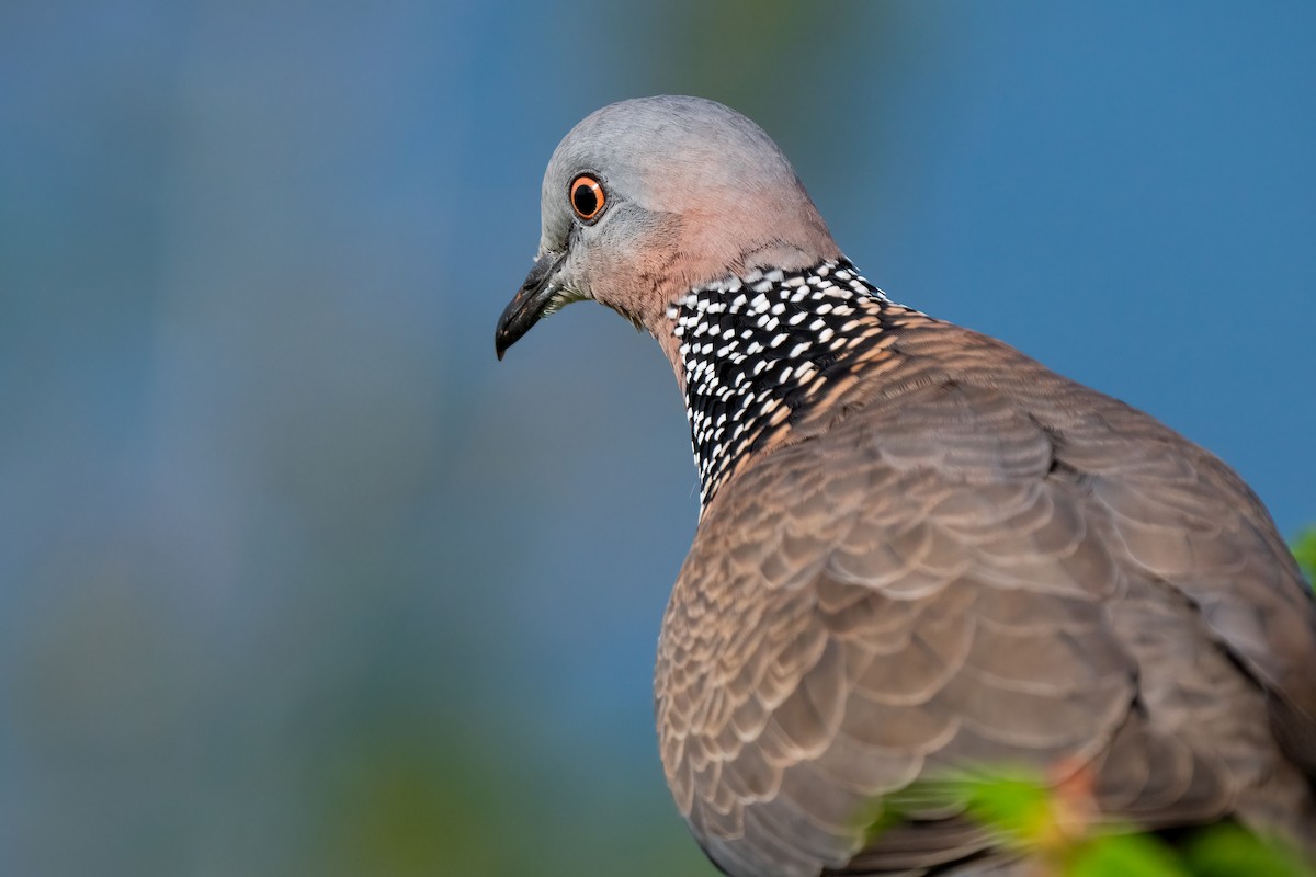 Spotted Dove - ML618189739