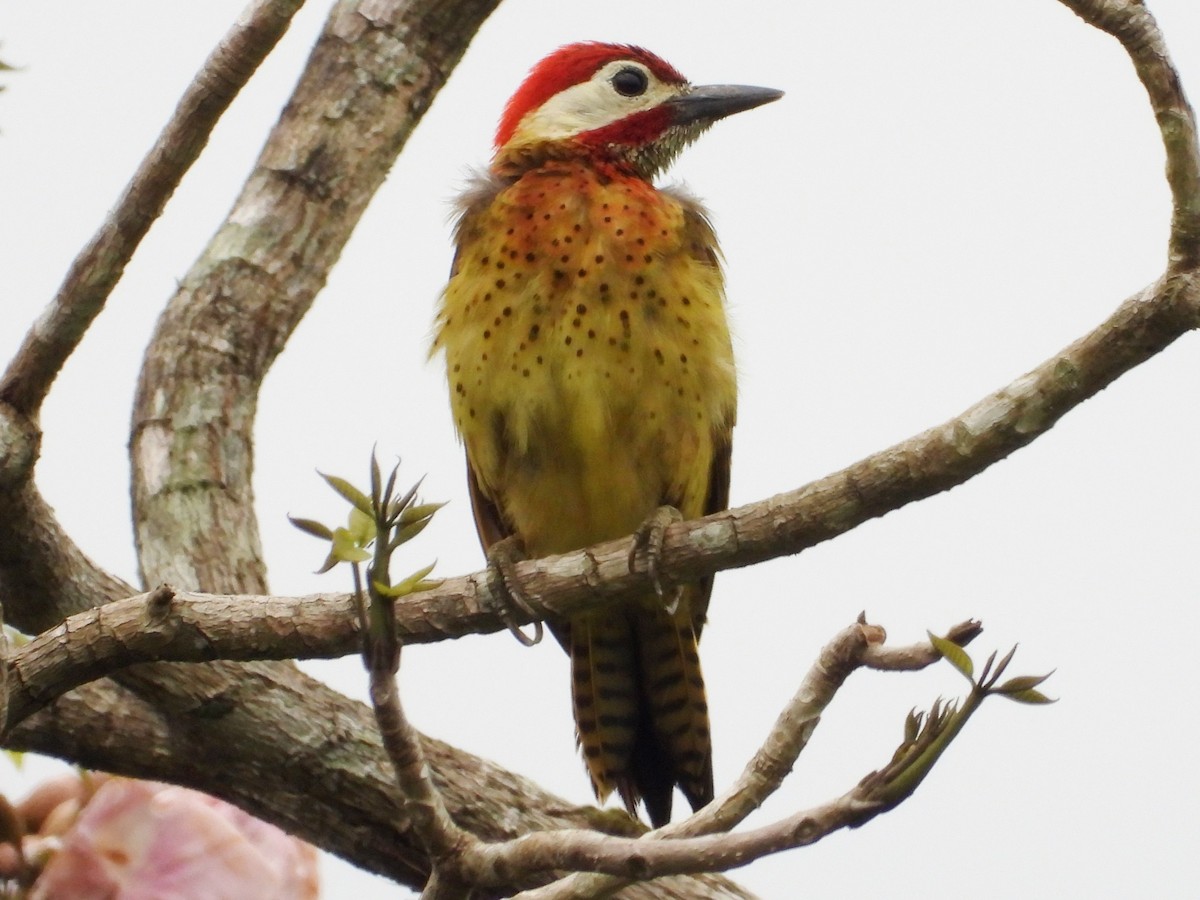 Spot-breasted Woodpecker - Mary Leigh