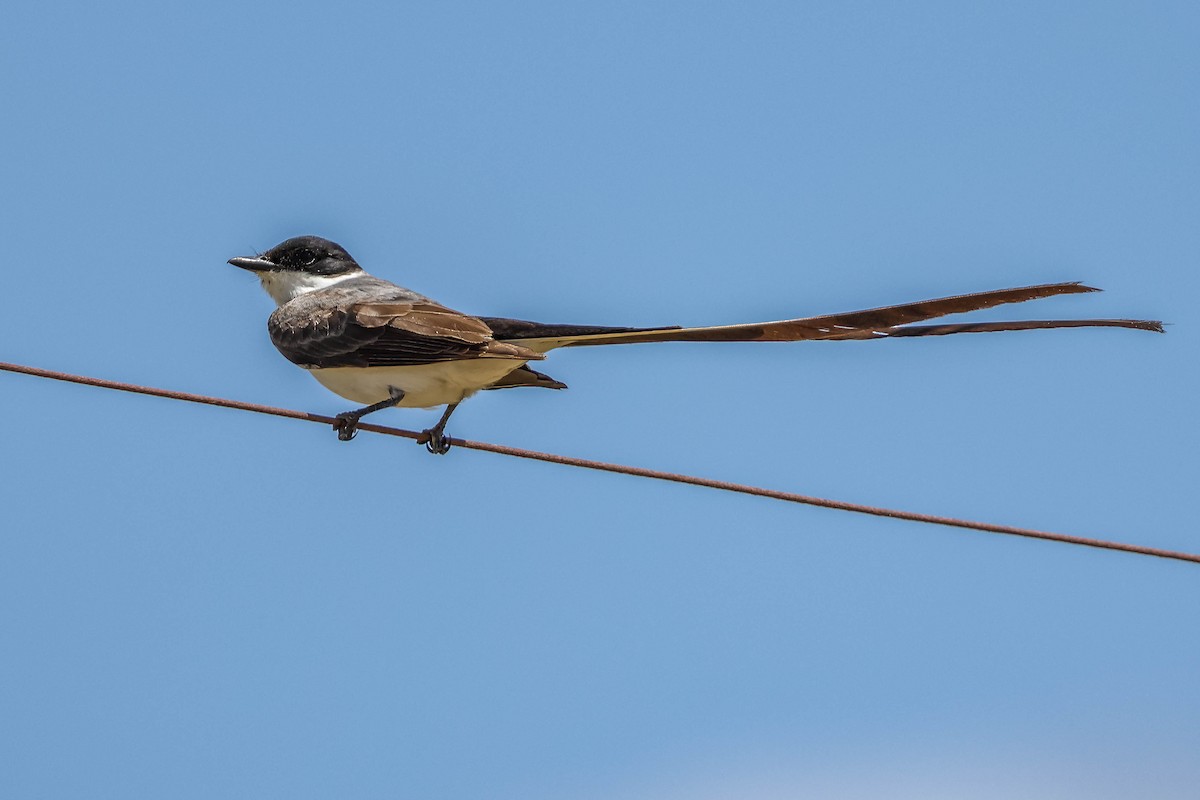 Fork-tailed Flycatcher - ML618189744