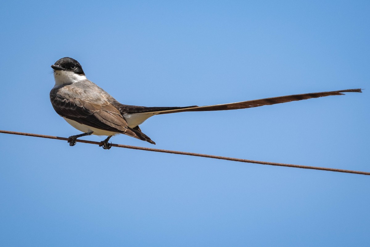 Fork-tailed Flycatcher - ML618189745