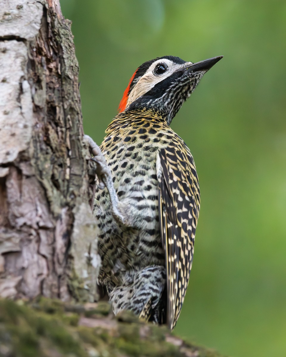 Green-barred Woodpecker - ML618189751