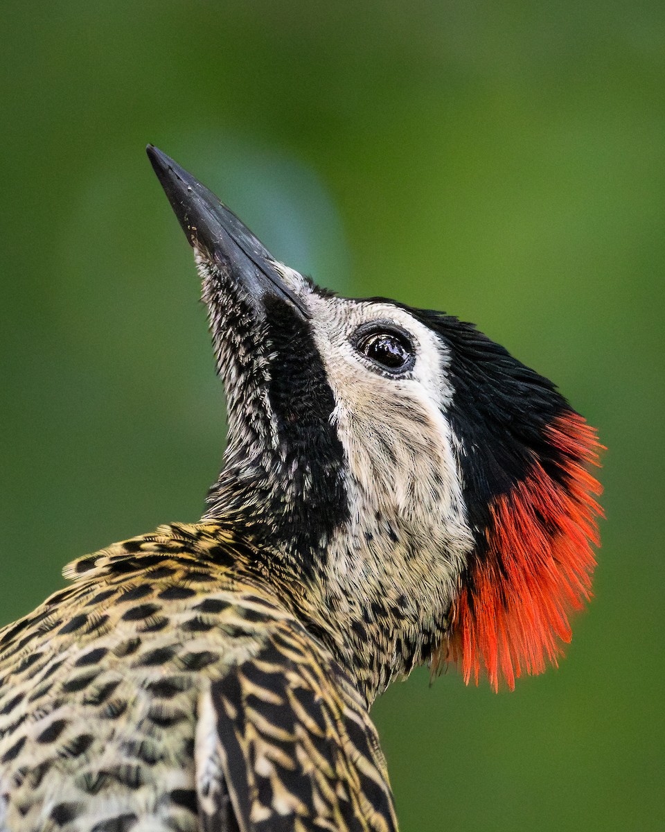 Green-barred Woodpecker - ML618189753