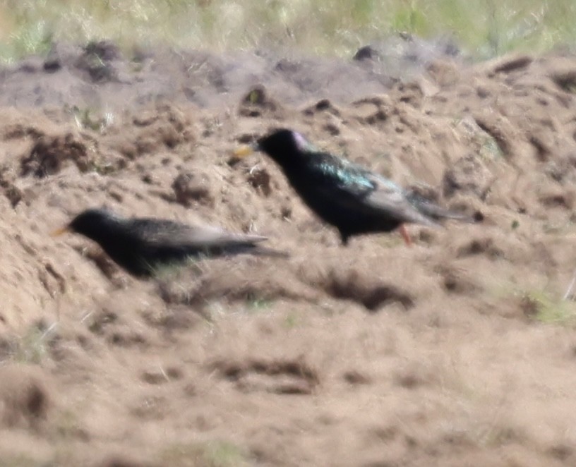 European Starling - burton balkind